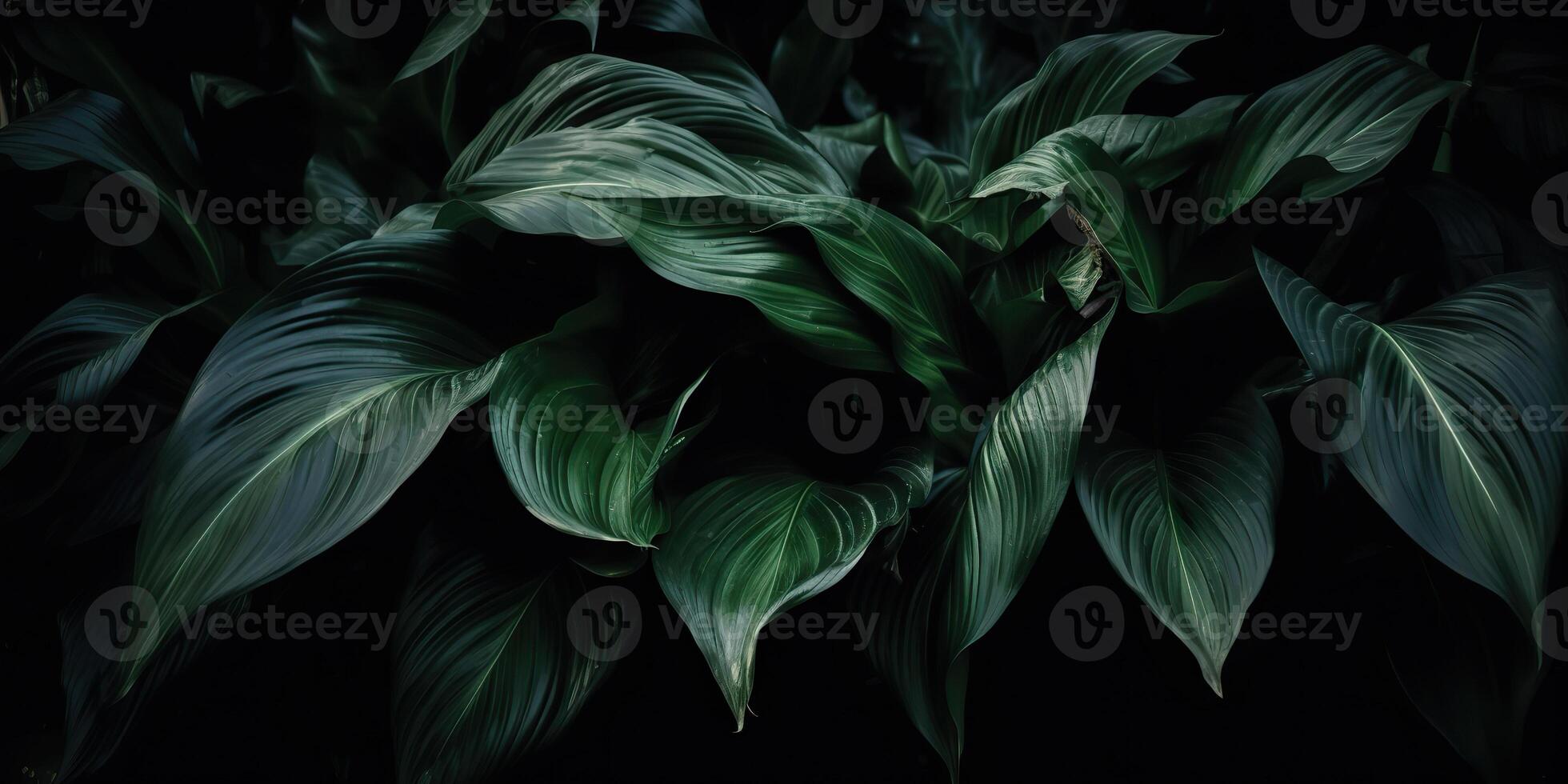 löv av spathiphyllum cannifolium abstrakt grön mörk textur natur bakgrund tropisk blad dekorativ bakgrund scen foto