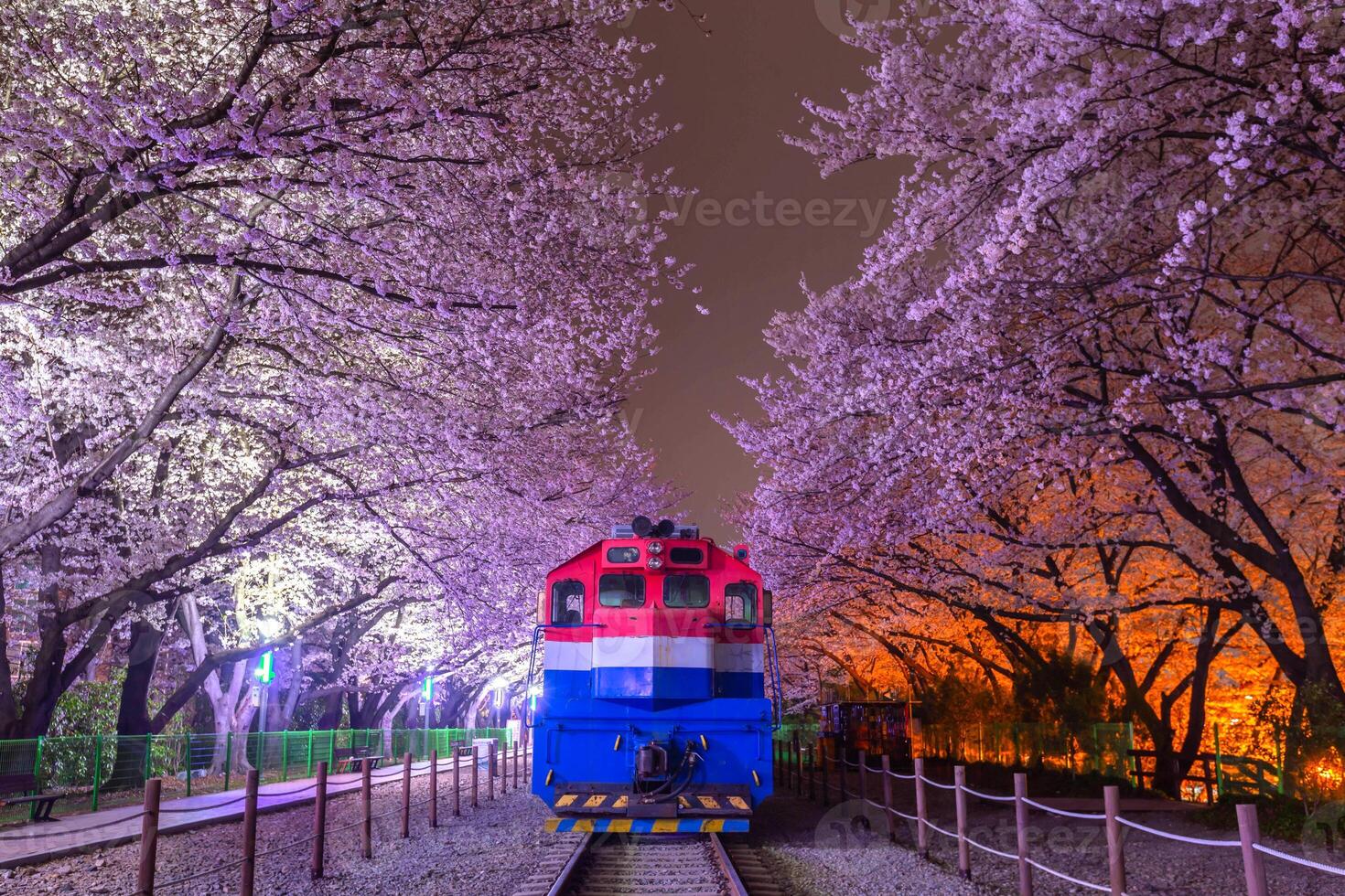 körsbär blomma och tåg i vår på natt den är en populär körsbär blomma visning fläck, jinhae, söder korea. foto