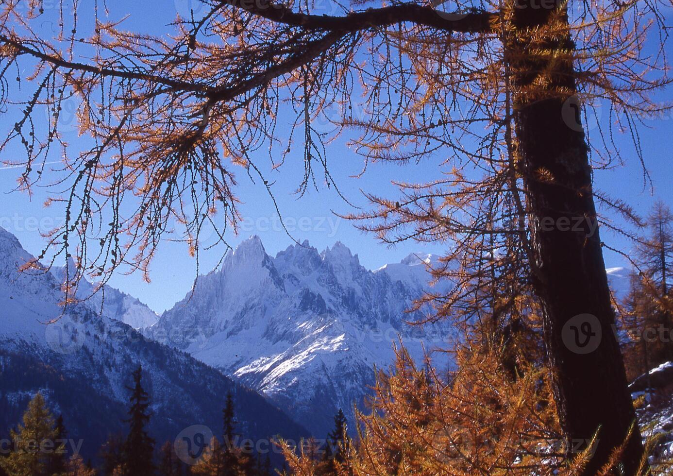 en träd med löv och grenar i främre av en berg foto