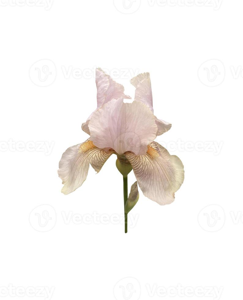 iris germanica anbud ljus rosa beige trädgård blomma med knopp och stam selektiv fokus närbild, Skära ut med klippning väg objekt, blommig element av design, dekor foto