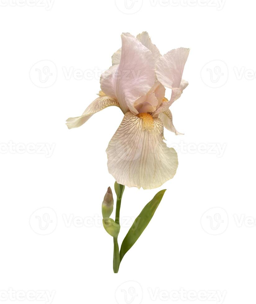 iris germanica anbud ljus rosa beige trädgård blomma med knopp och stam selektiv fokus närbild, Skära ut med klippning väg objekt, blommig element av design, dekor foto