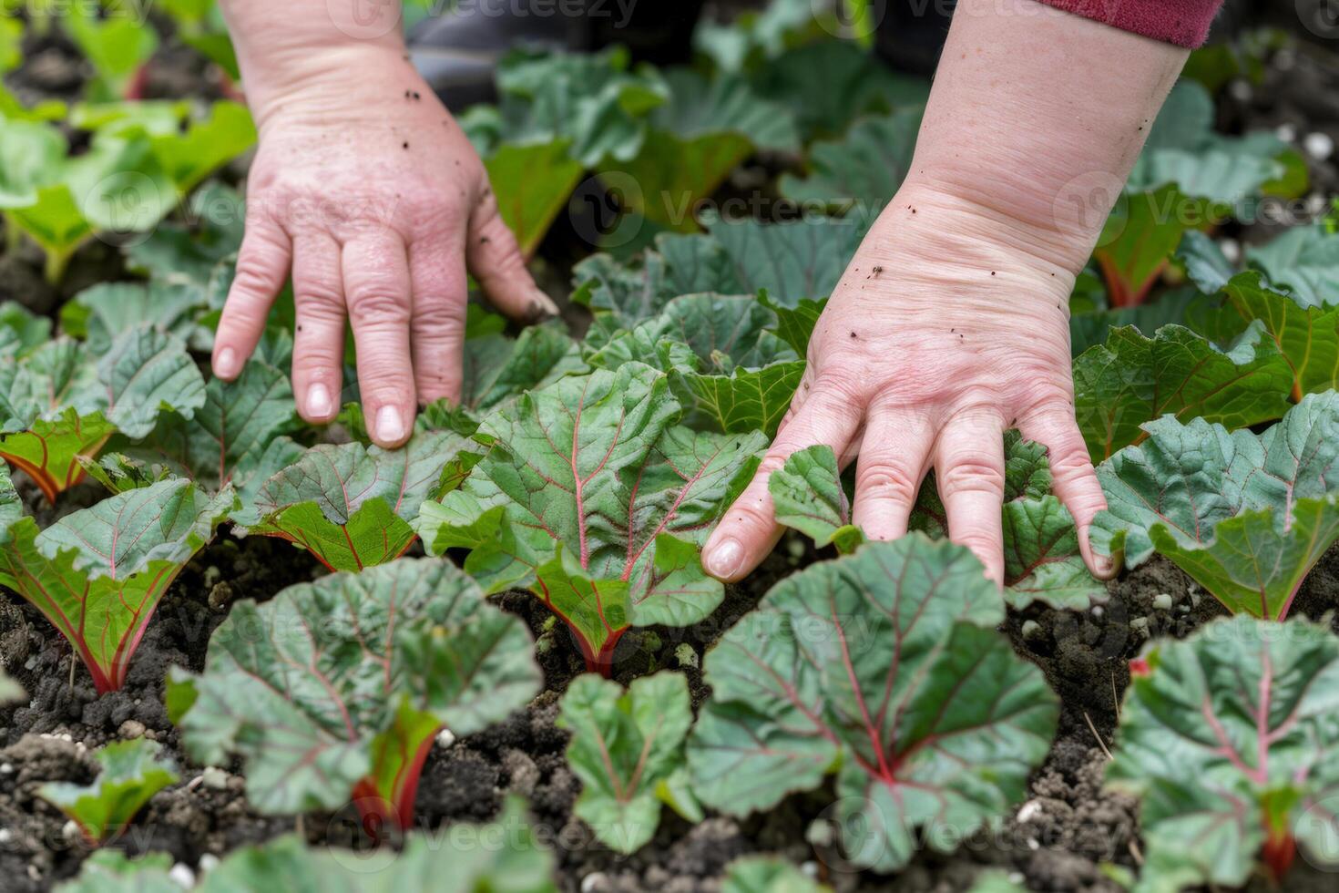 stänga upp av händer plantering rabarber i en trädgård, skildrar organisk jordbruk och hållbar levande, idealisk för jord dag och värld miljö dag kampanjer foto