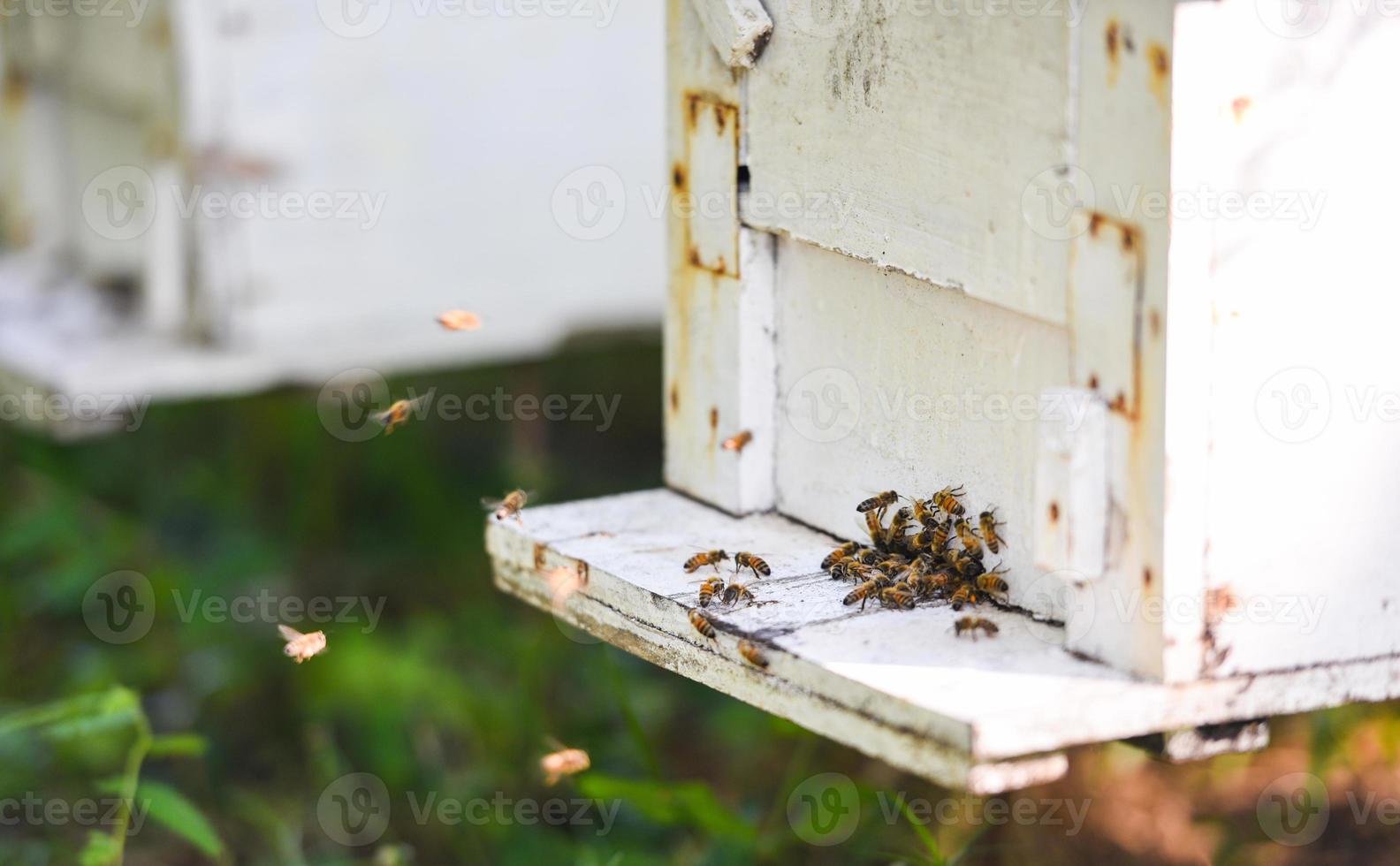 bi bikupa bikupa för att skörda honung, biodlarbikupa med bin som flyger till landningsbrädorna. biodling foto