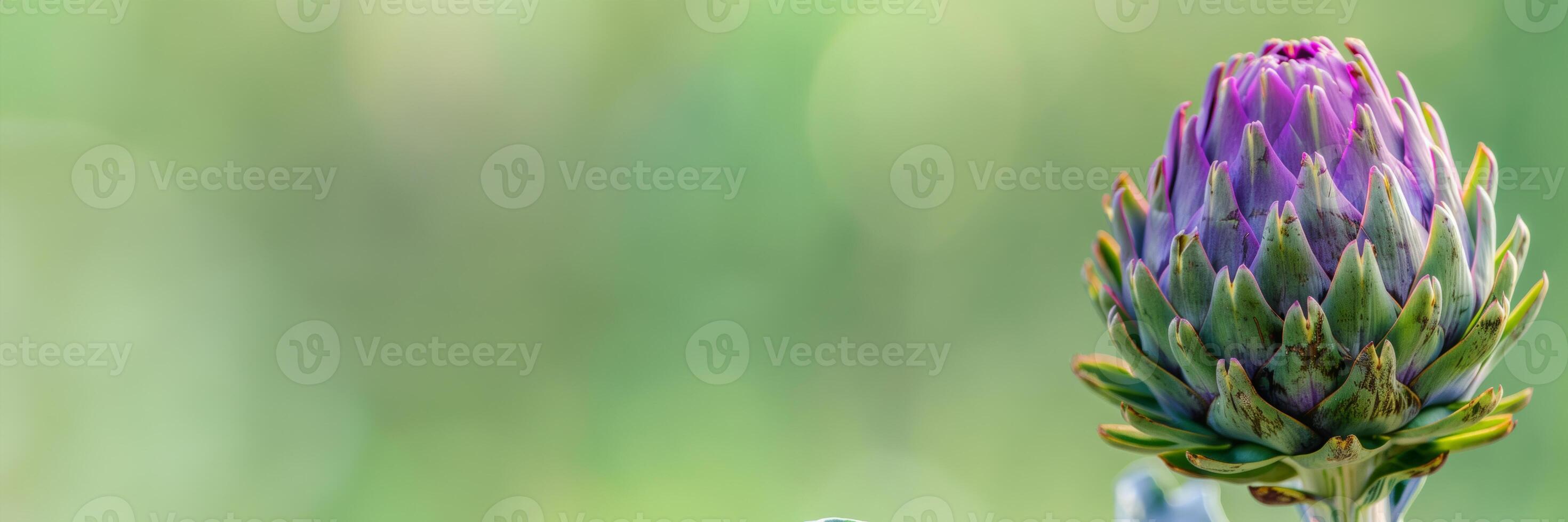 kronärtskocka blomma stänga upp isolerat på en grön lutning bakgrund foto
