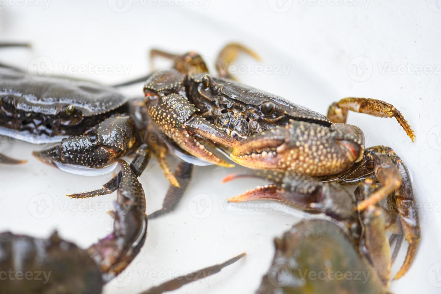 färsk krabbklippa, vild sötvattenskrabba på vatten, skogskrabba eller stenkrabbaflod foto