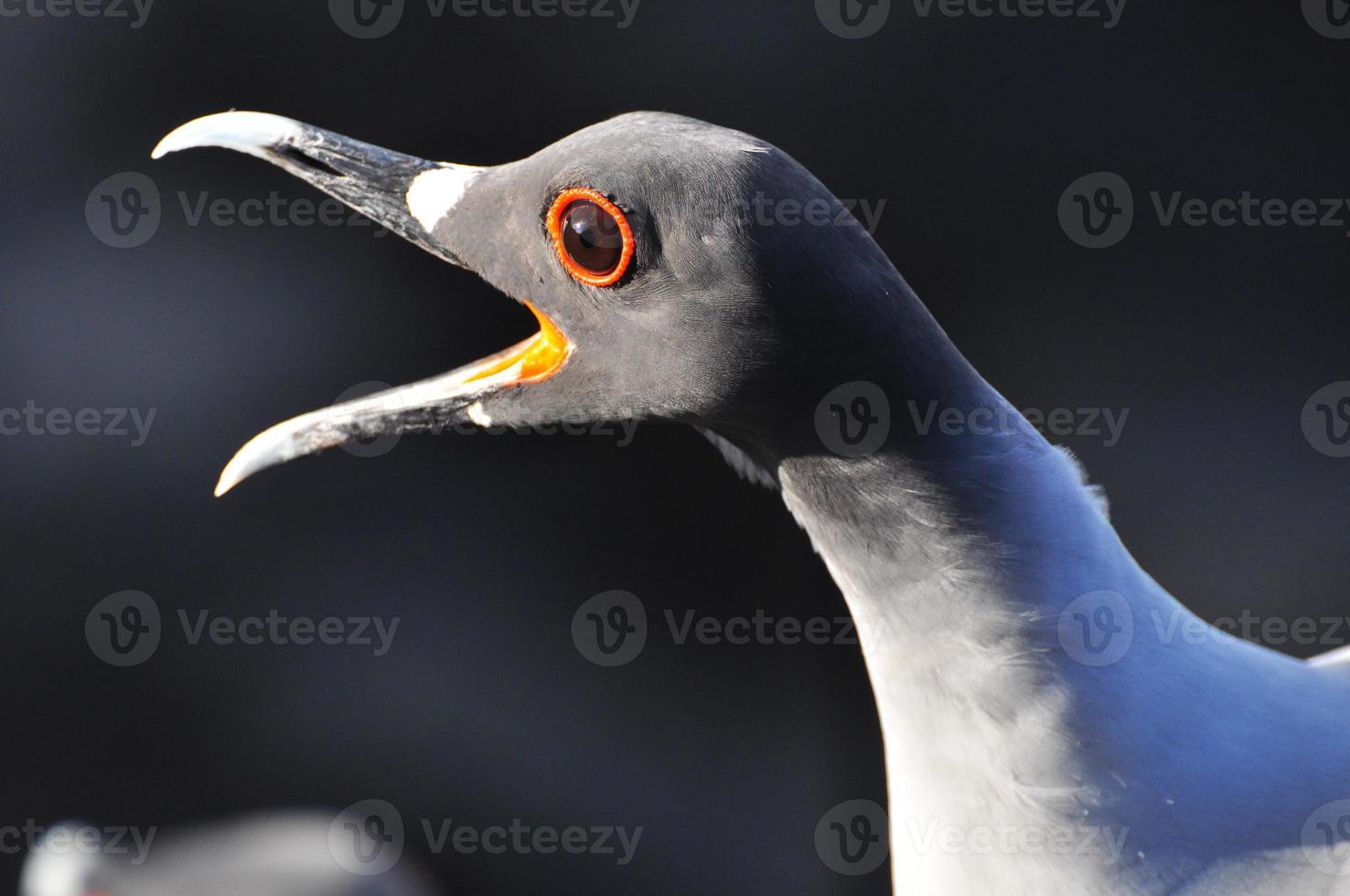 fågel på galapagosön san cristobal foto