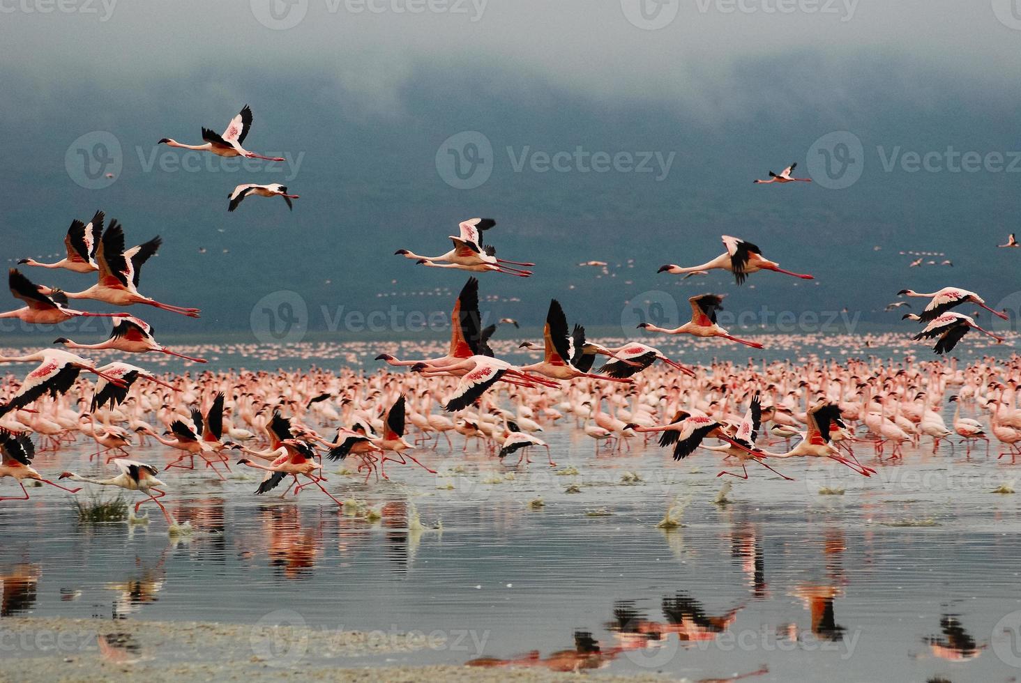 flamingos vid sjön Nakuru foto
