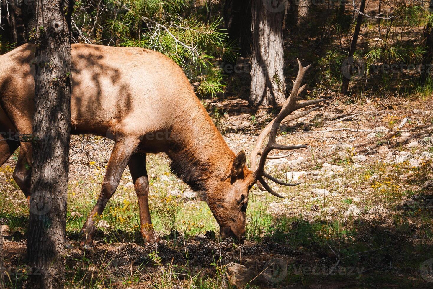älg med imponerande horn betning i skog livsmiljö, norr Amerika foto