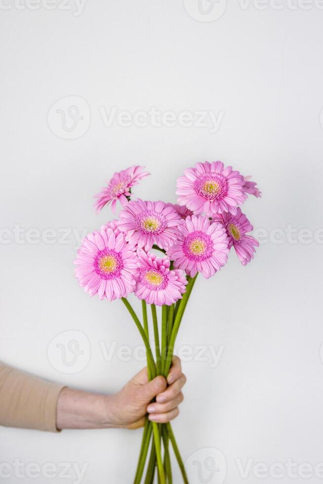 kvinna hand innehav skön pastell rosa gerber blommor bukett. kvinna ger daisy blommor som en gåva. estetisk Semester firande begrepp. isolerat på de vit vägg bakgrund. kopia Plats. foto