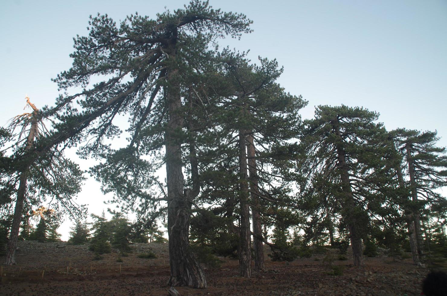 stora skogsträd foto