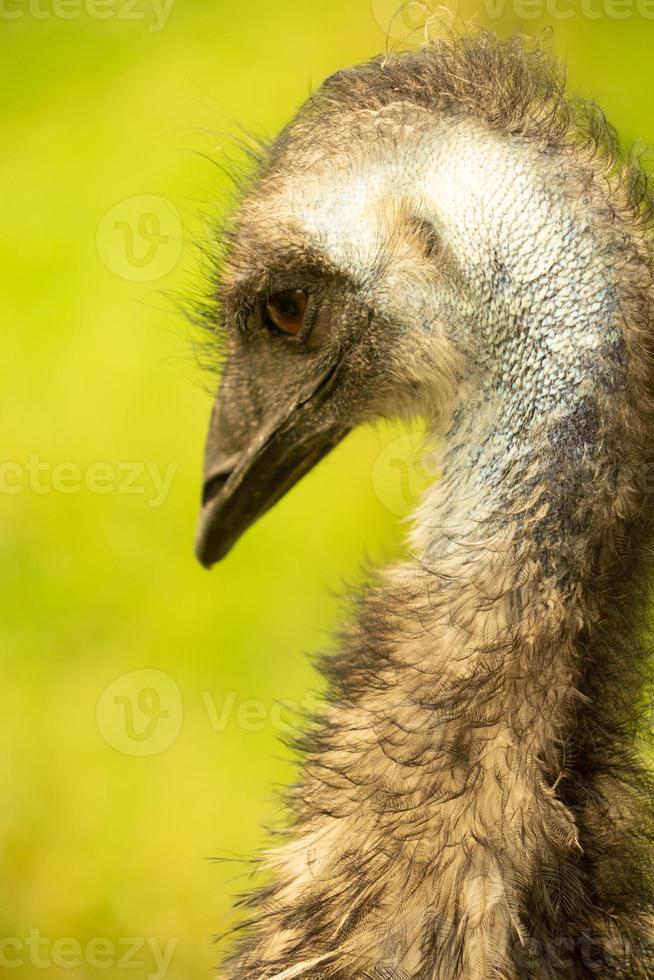 en närbild av huvudet och halsen på en emu foto