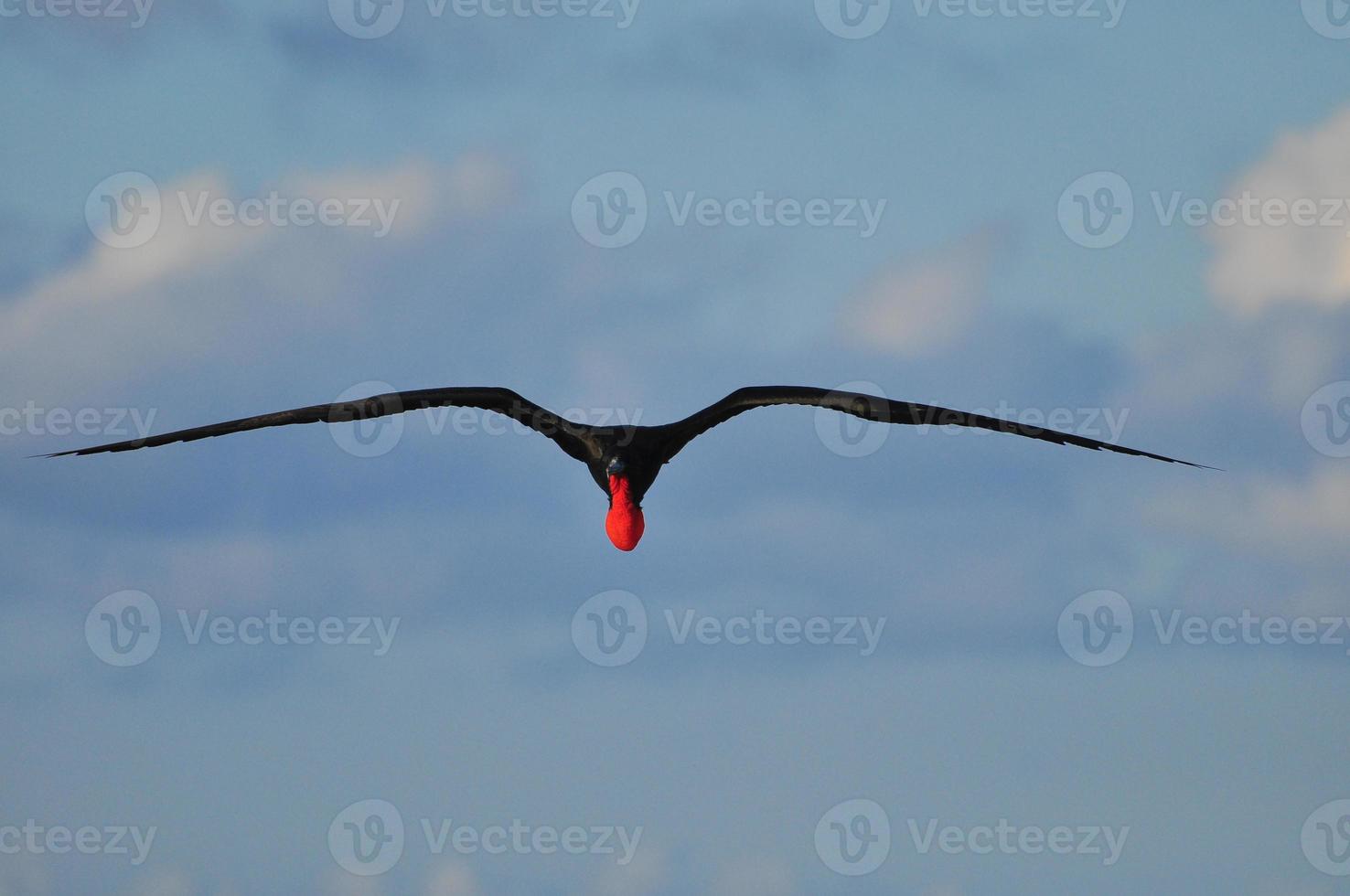 flygande fregattfågel, ecuador foto