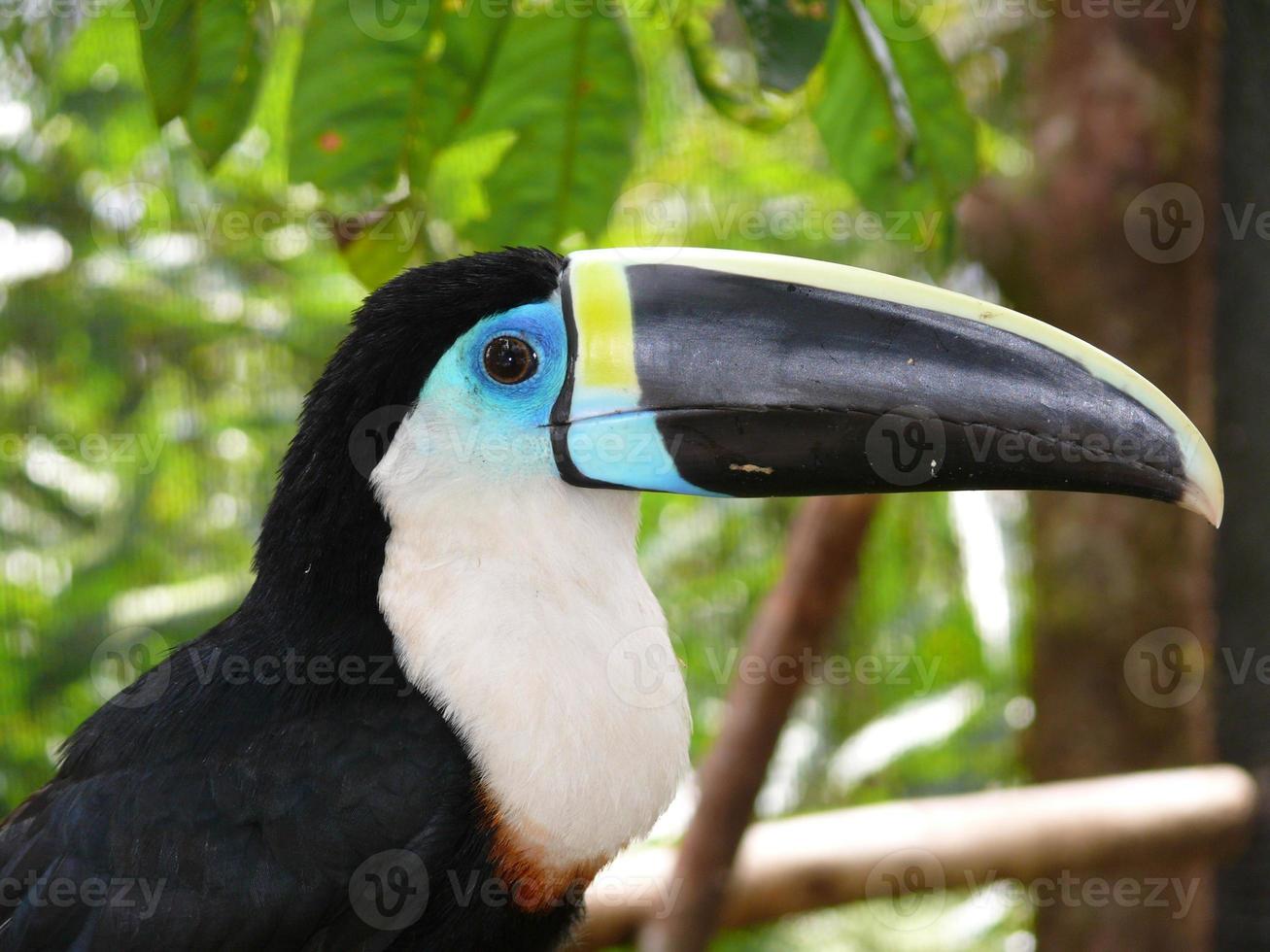 tukan från amazonregionen i ecuador foto