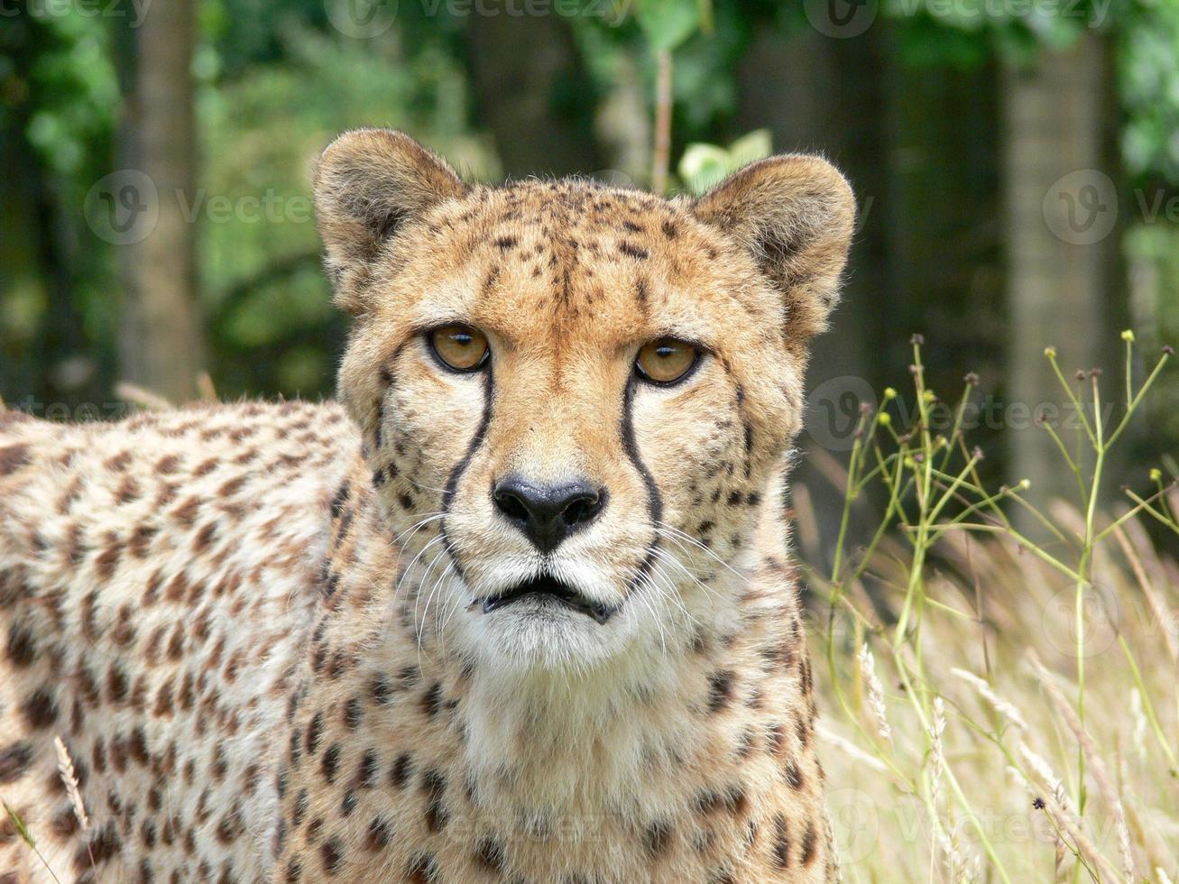 gepard i djurparksmiljö foto