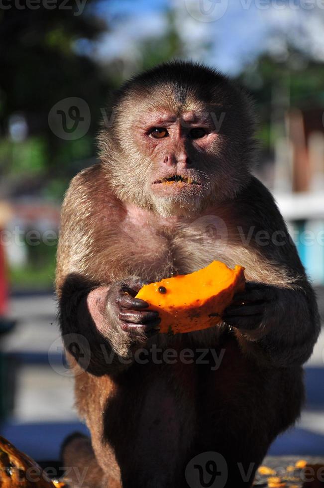 en cappuchineapa som äter papaya foto