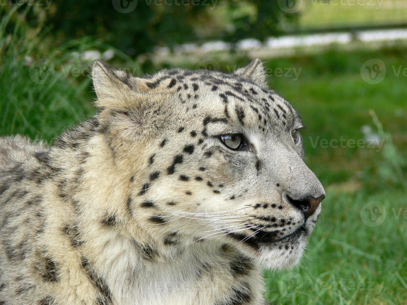 snöleopard i en djurparksmiljö foto