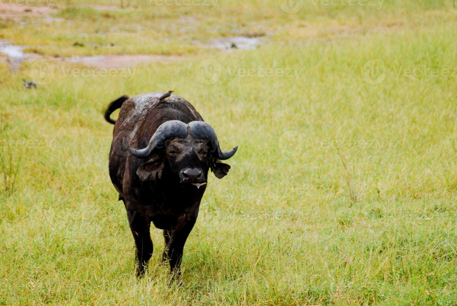 afrikansk buffel, på slätten foto