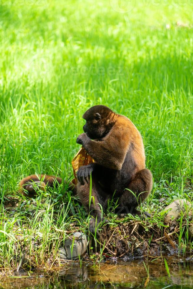 chorongo apa, amazonia, ecuador foto