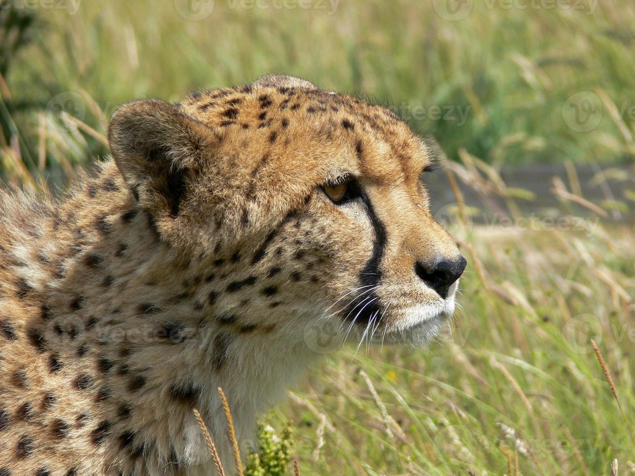 gepard i djurparksmiljö foto