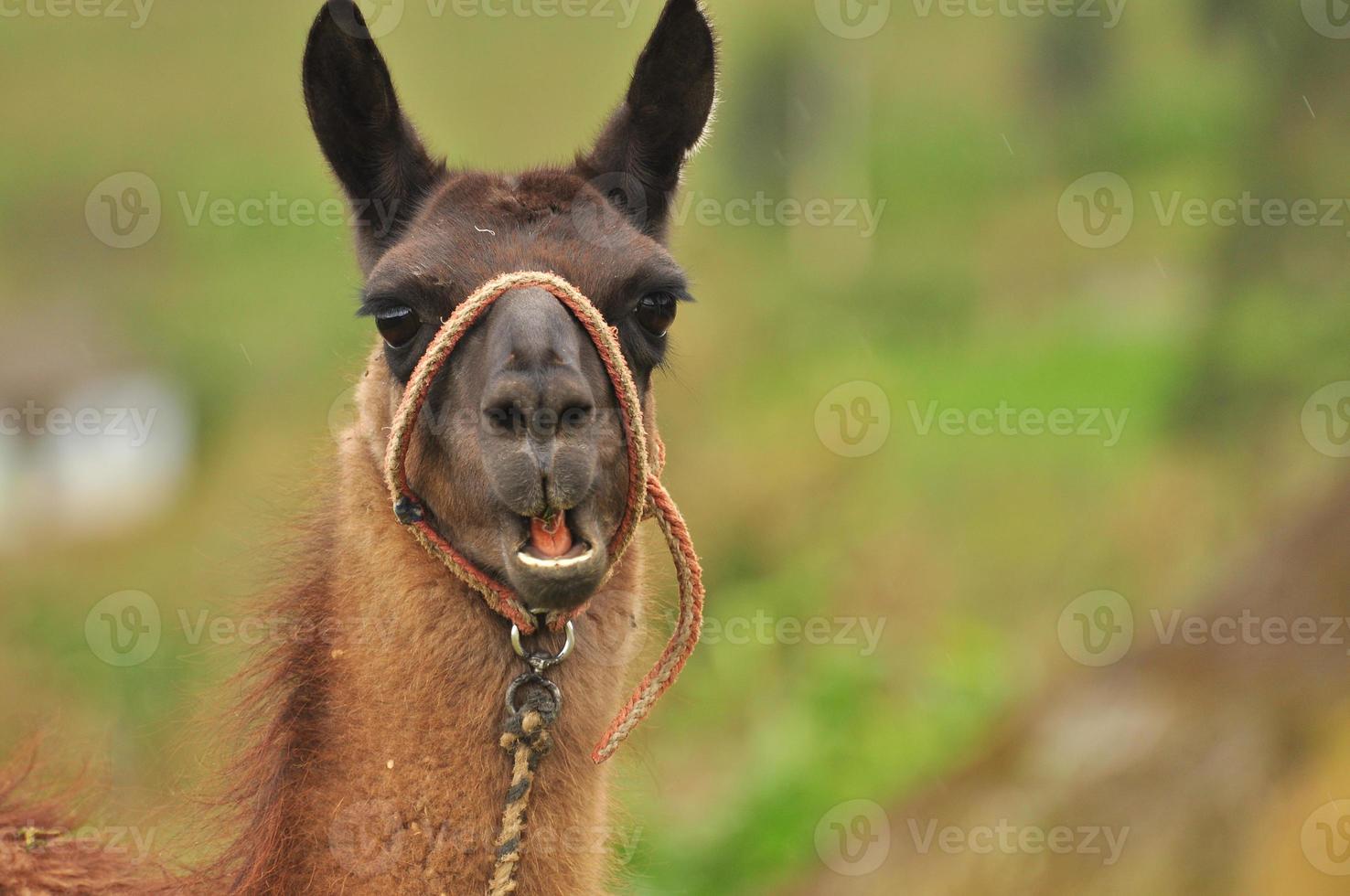 en lama, ecuador foto