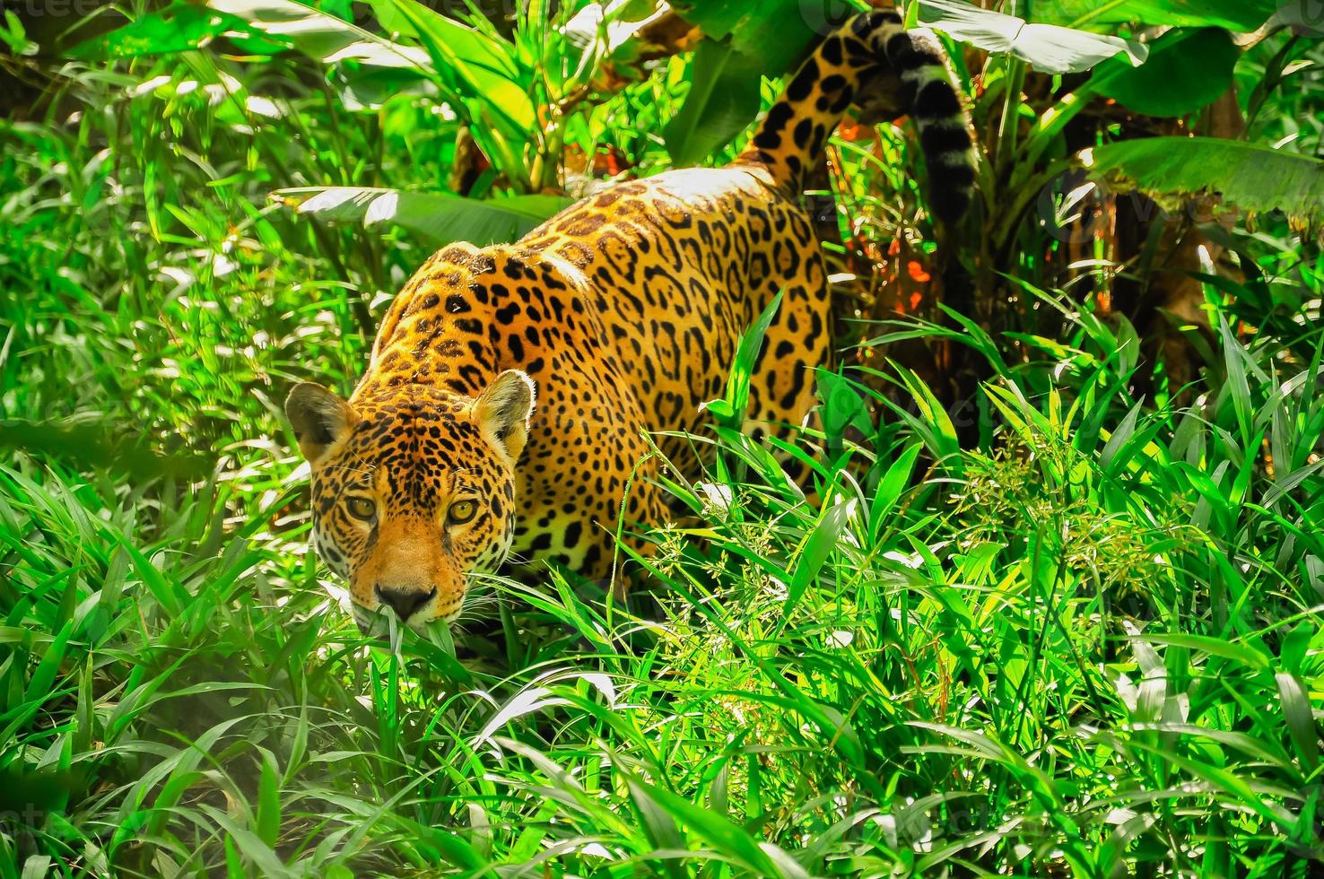 en jaguar i gräset foto
