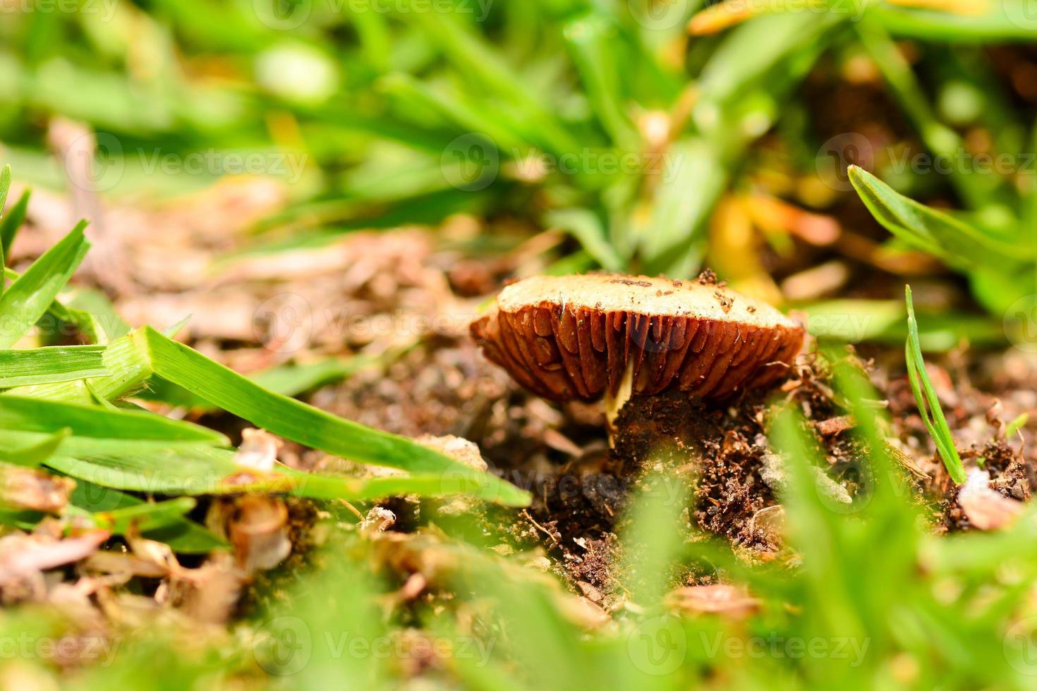 svampar i en naturlig miljö foto