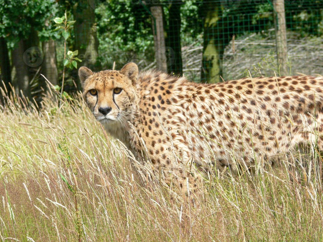 gepard i djurparksmiljö foto
