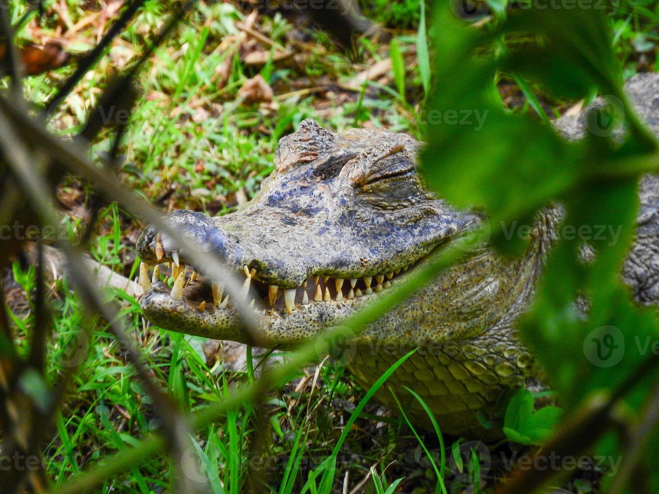 en kajman på stranden av en lagun, amazonia, ecuador foto