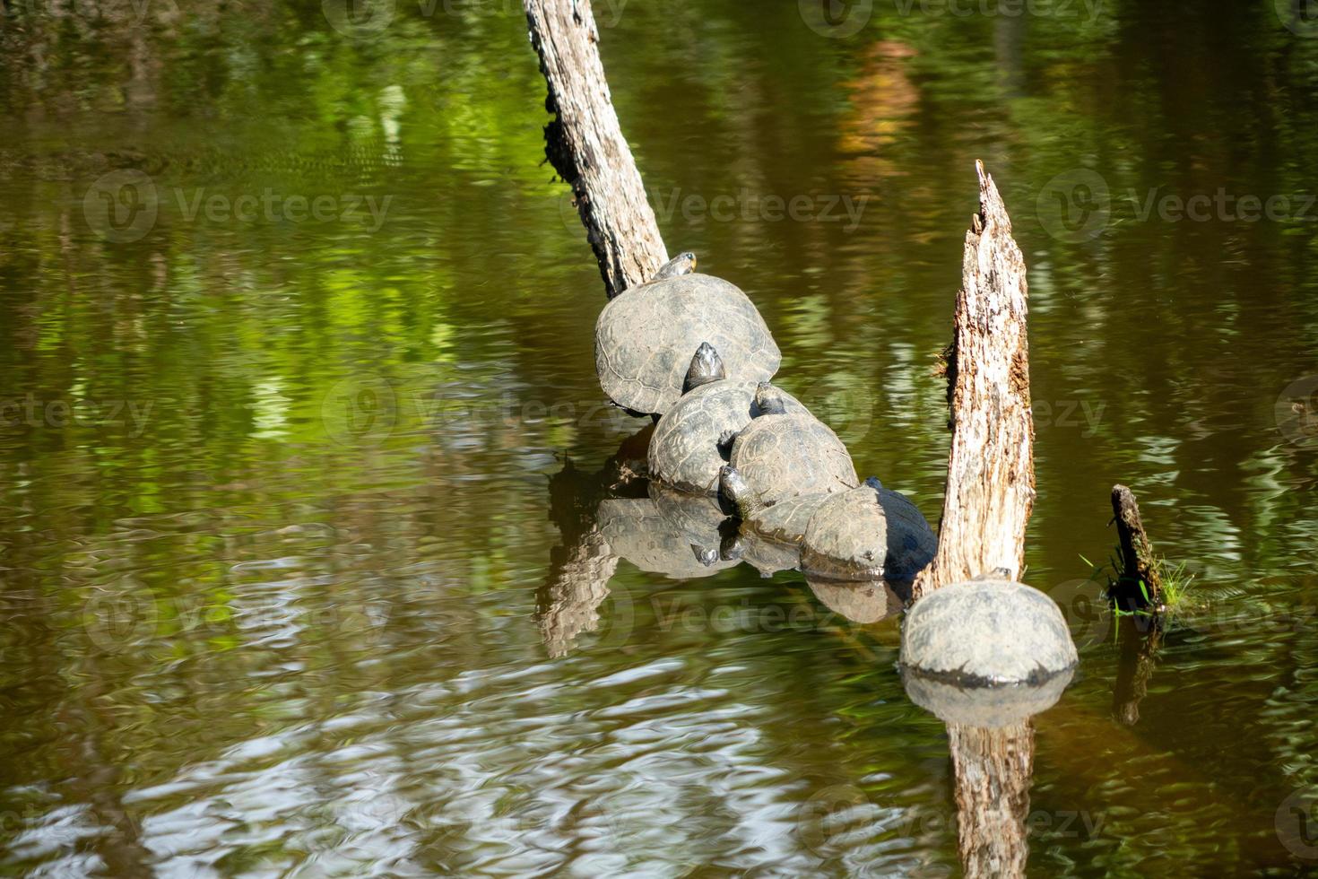 Amazonas sköldpaddor i en lagun foto