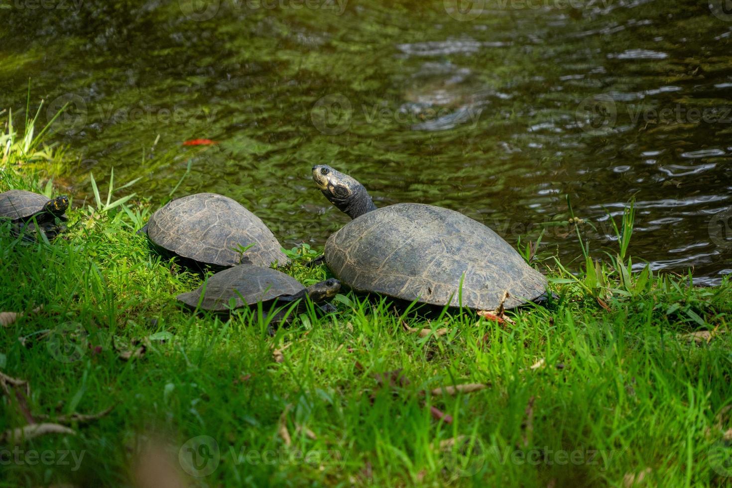 Amazonas sköldpaddor i en lagun foto