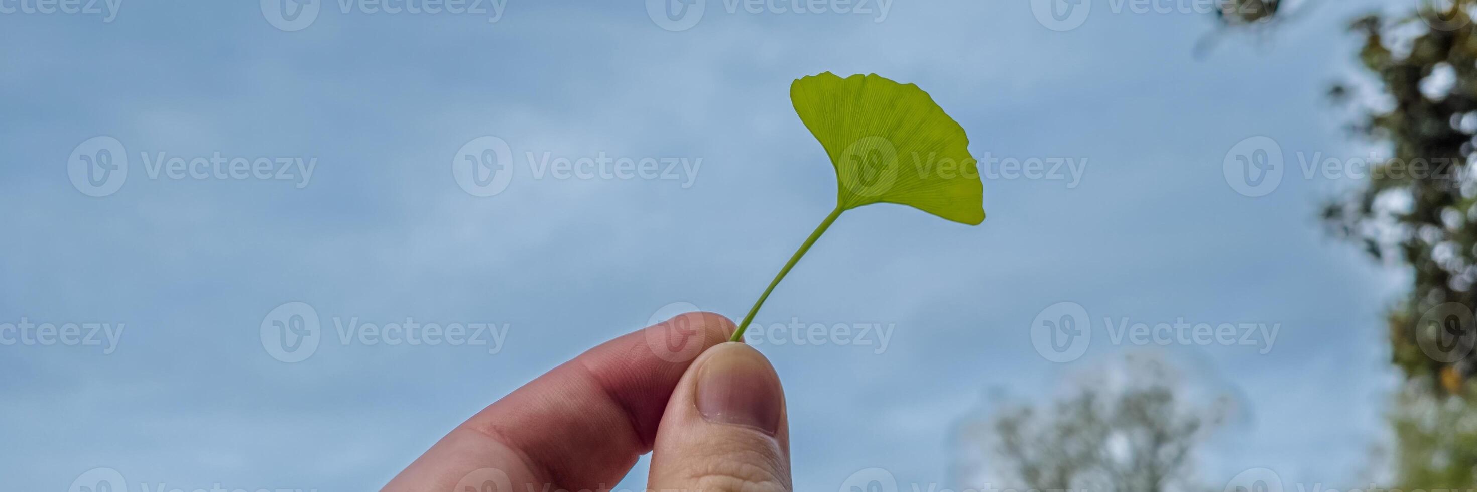 hand innehav en färsk grön gingko biloba blad mot en blå himmel, symboliserar ört- medicin och miljö- bevarande foto