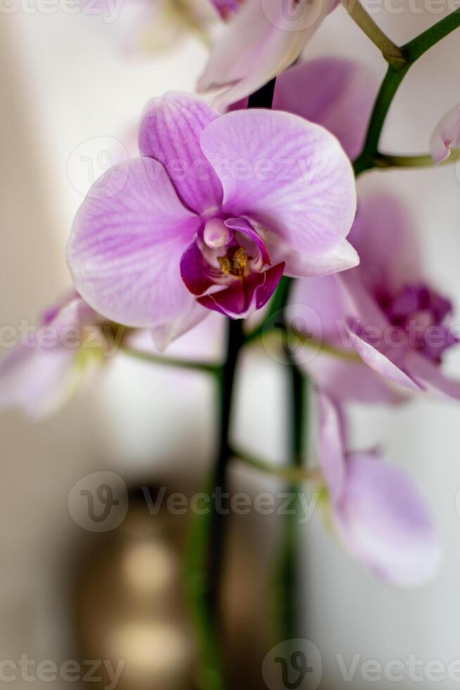 rosa orkide blomma inomhus, phalaenopsis foto