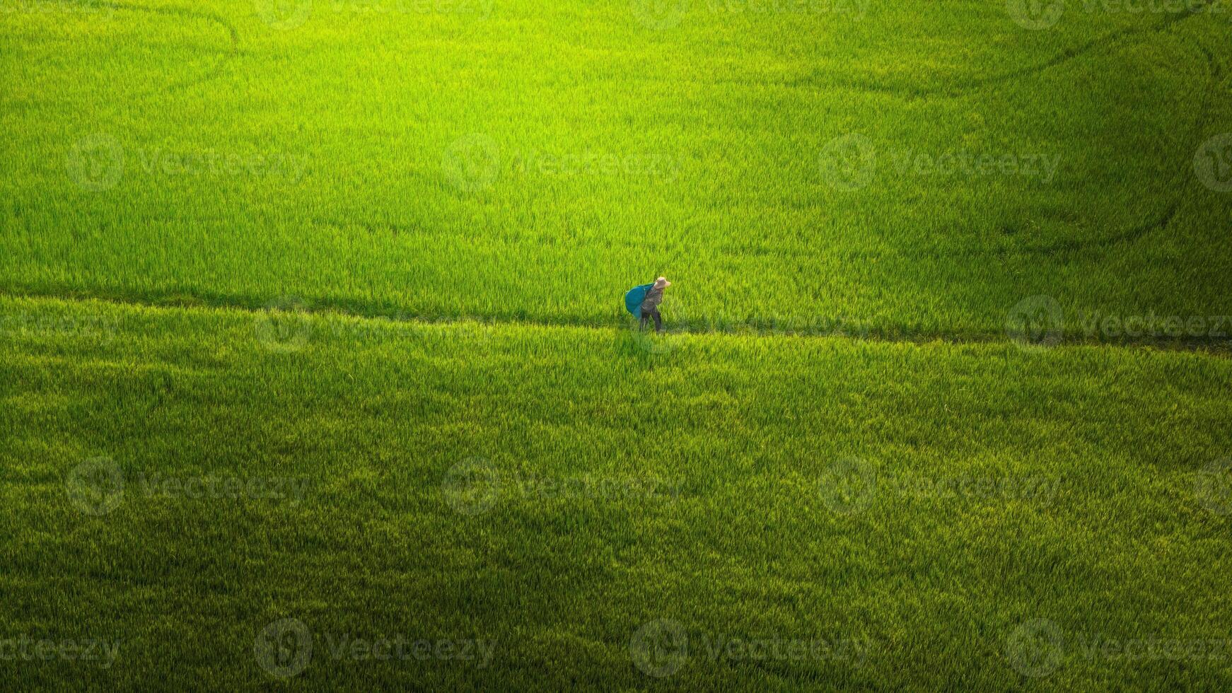 de många grön ris fält separerat förbi dräng stigar, i sommar och en solig dag foto