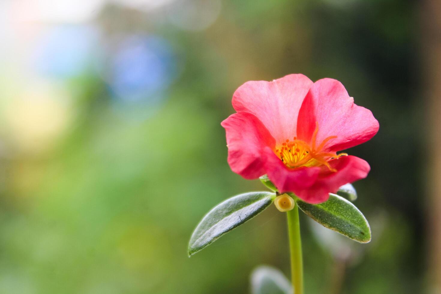 Portulaca grandiflora är en saftig blommande växt i de portlak familj portulacaceae, inföding till sydlig Brasilien, argentina, och uruguay och ofta kultiverad i trädgårdar. foto