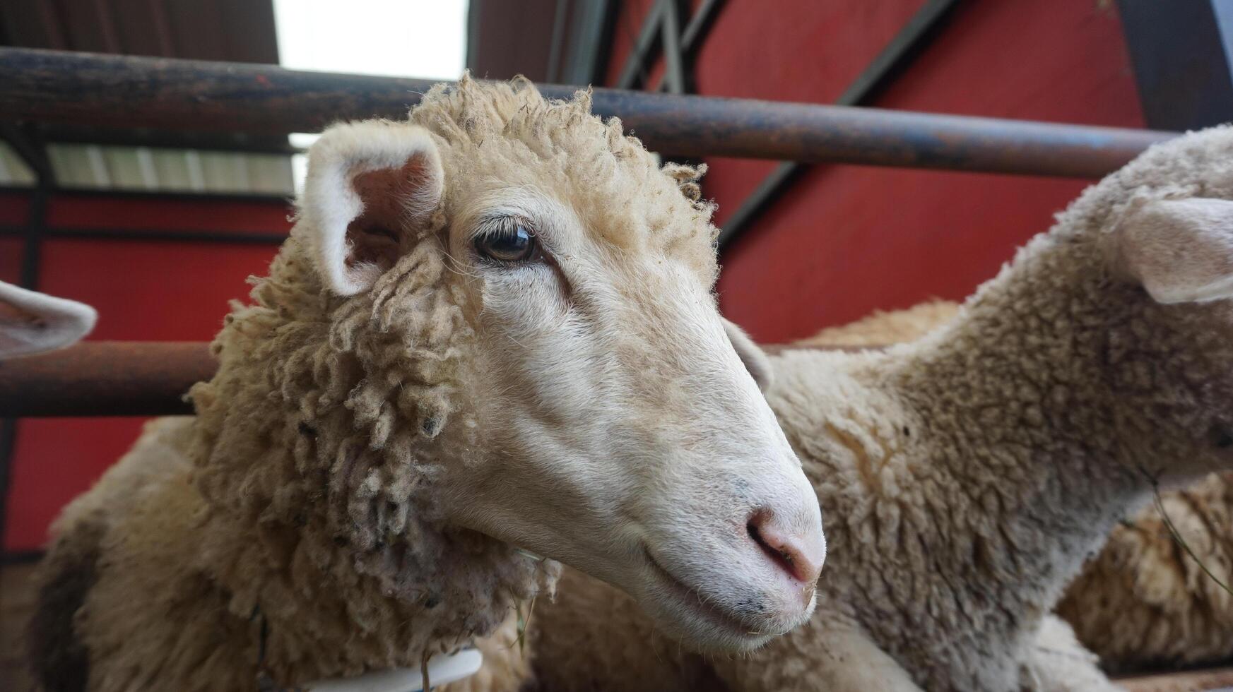 får eller domba i de djur- penna i förberedelse för offra på eid al-adha foto