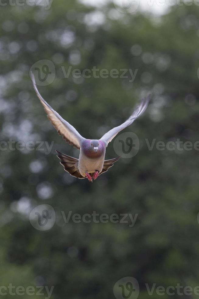 målduva flyger mot grön oskärpa bakgrund foto