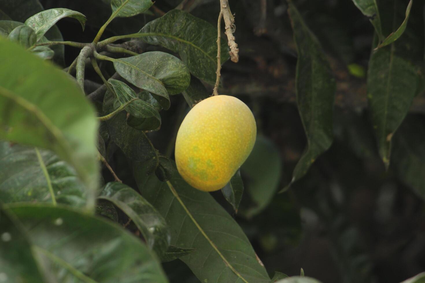 rå grön mango hängande på en träd med grön löv runt om. foto