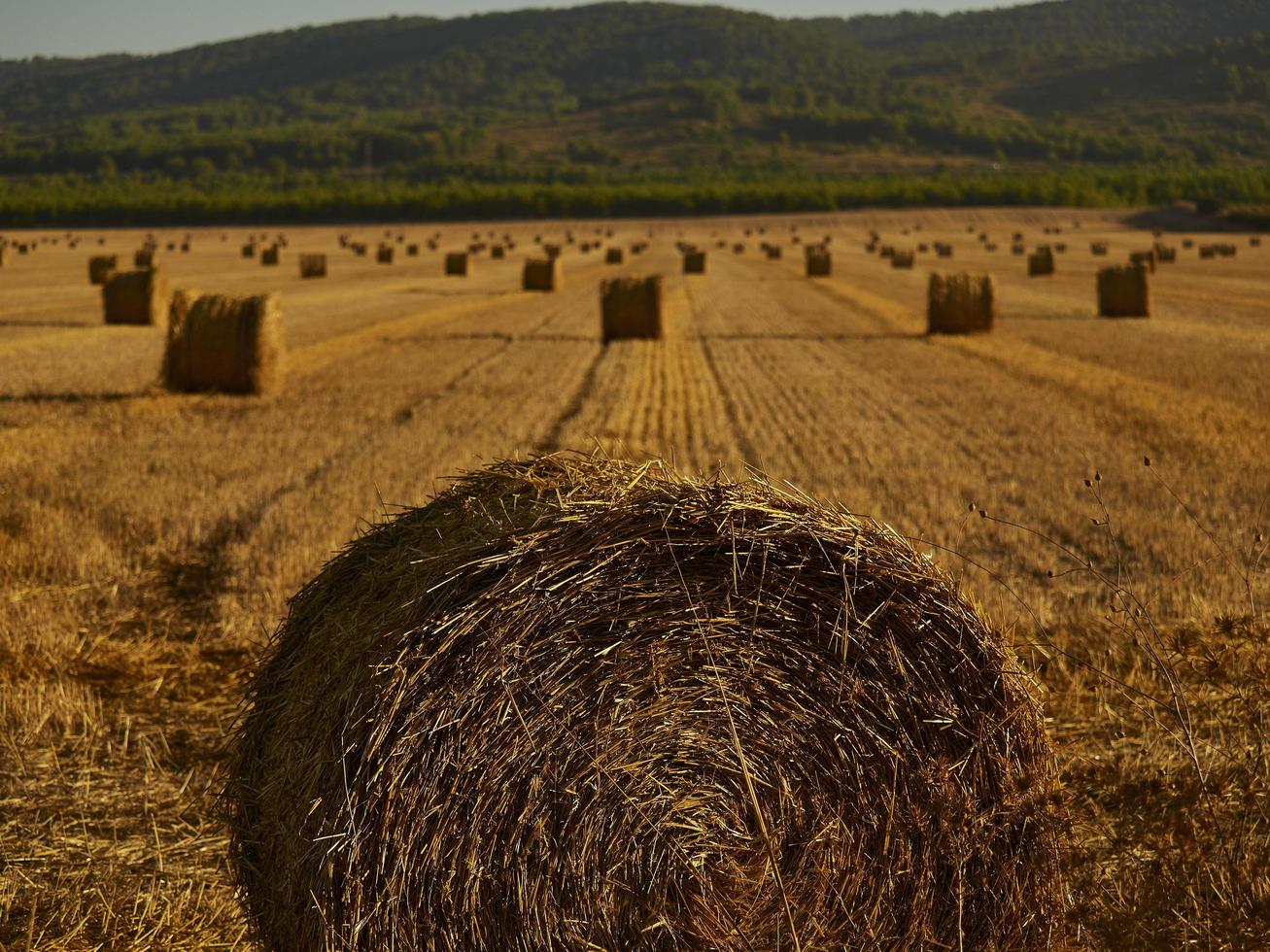 halmbalar i ett spannmålsfält tidigt på morgonen, almansa, spanien foto