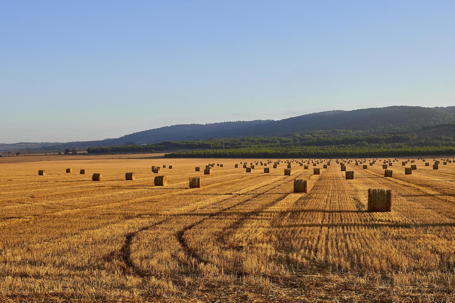 halmbalar i ett spannmålsfält tidigt på morgonen, almansa, spanien foto