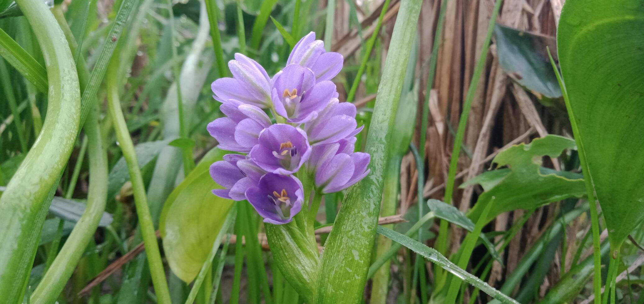 Foto av vatten hyacint blommor med gräs bakgrund