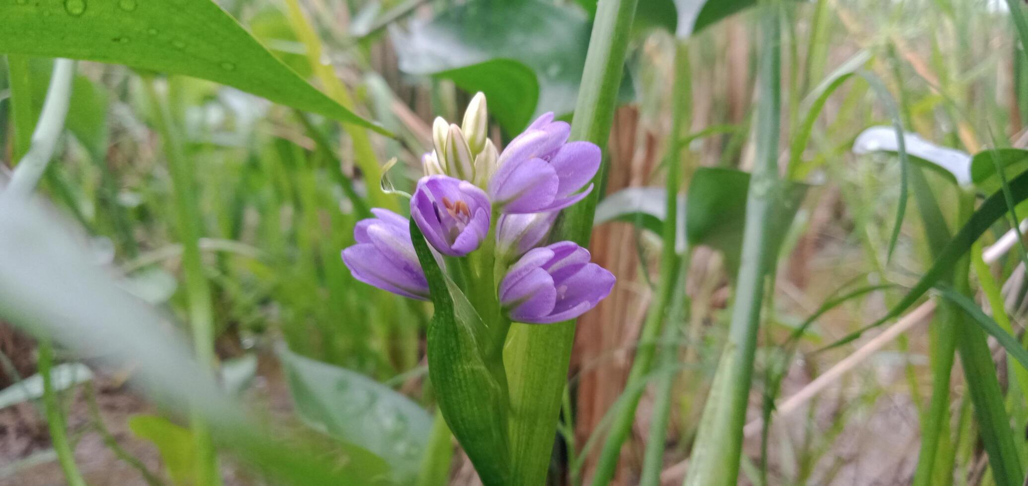 Foto av vatten hyacint blommor med gräs bakgrund