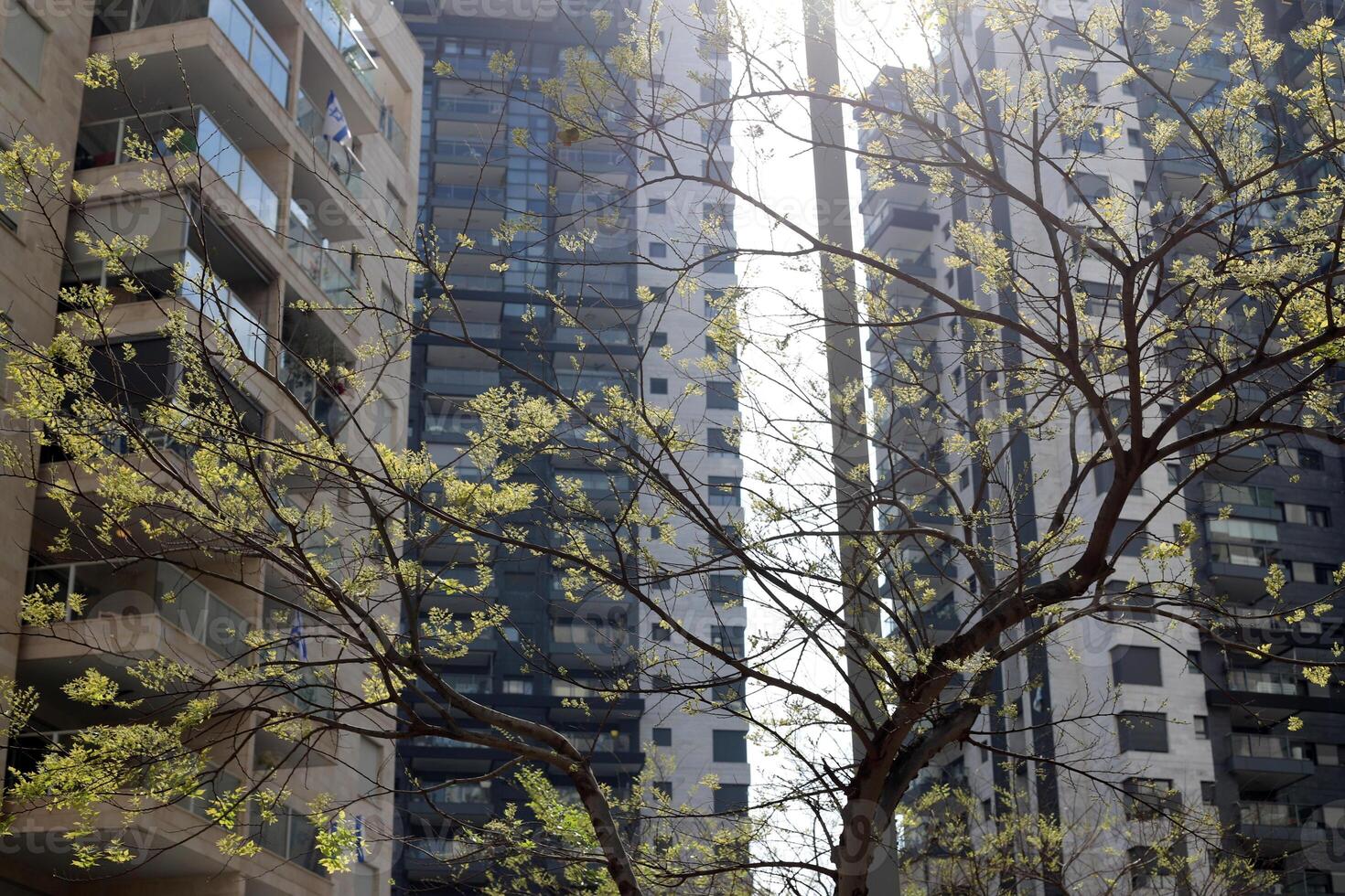byggnader och strukturer i tel aviv mot de bakgrund av grenar och löv av lång träd. foto