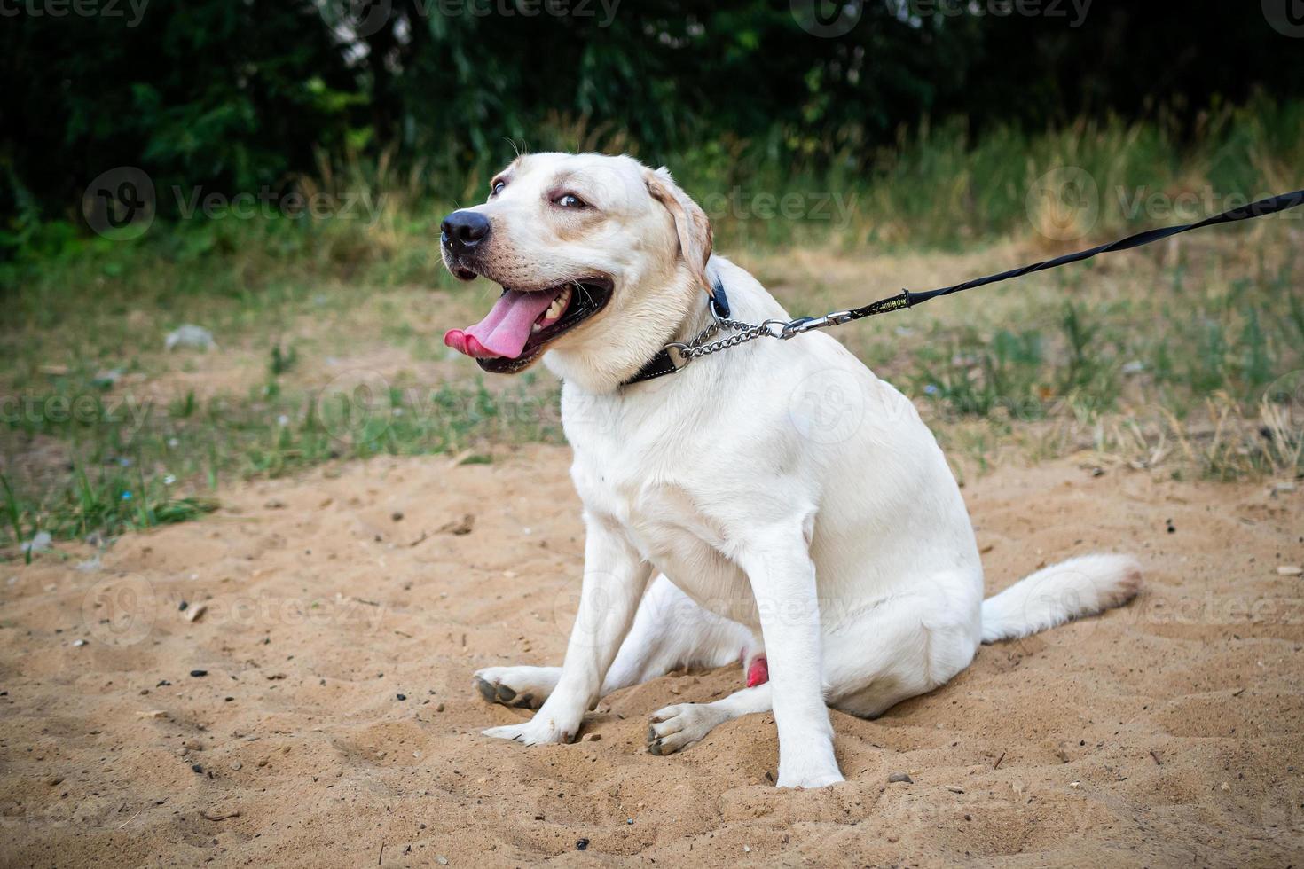 en vit labrador som går i ett sommarfält. foto