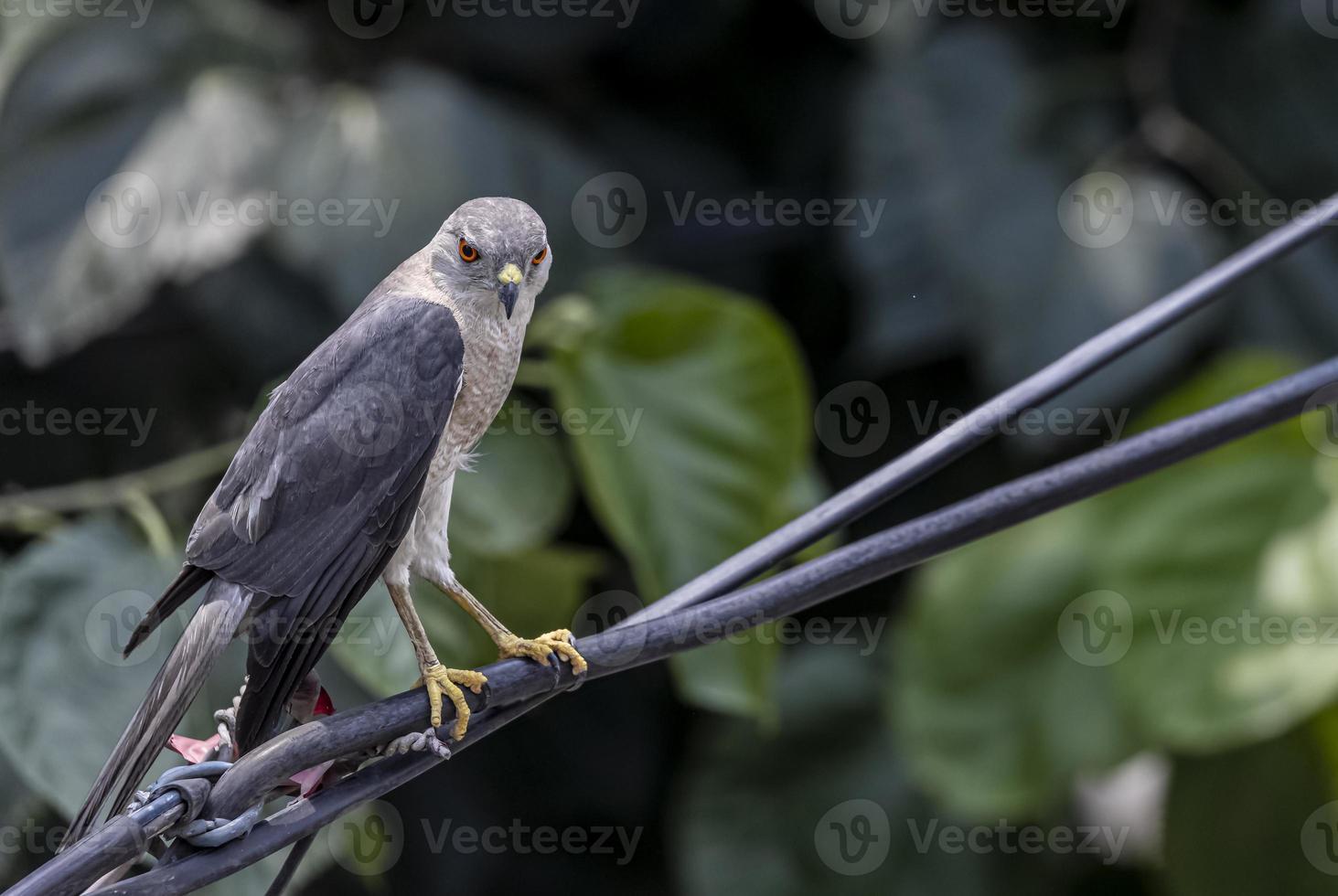 shikra accipiter badius fågelporträtt när du sitter på elektrisk tråd foto