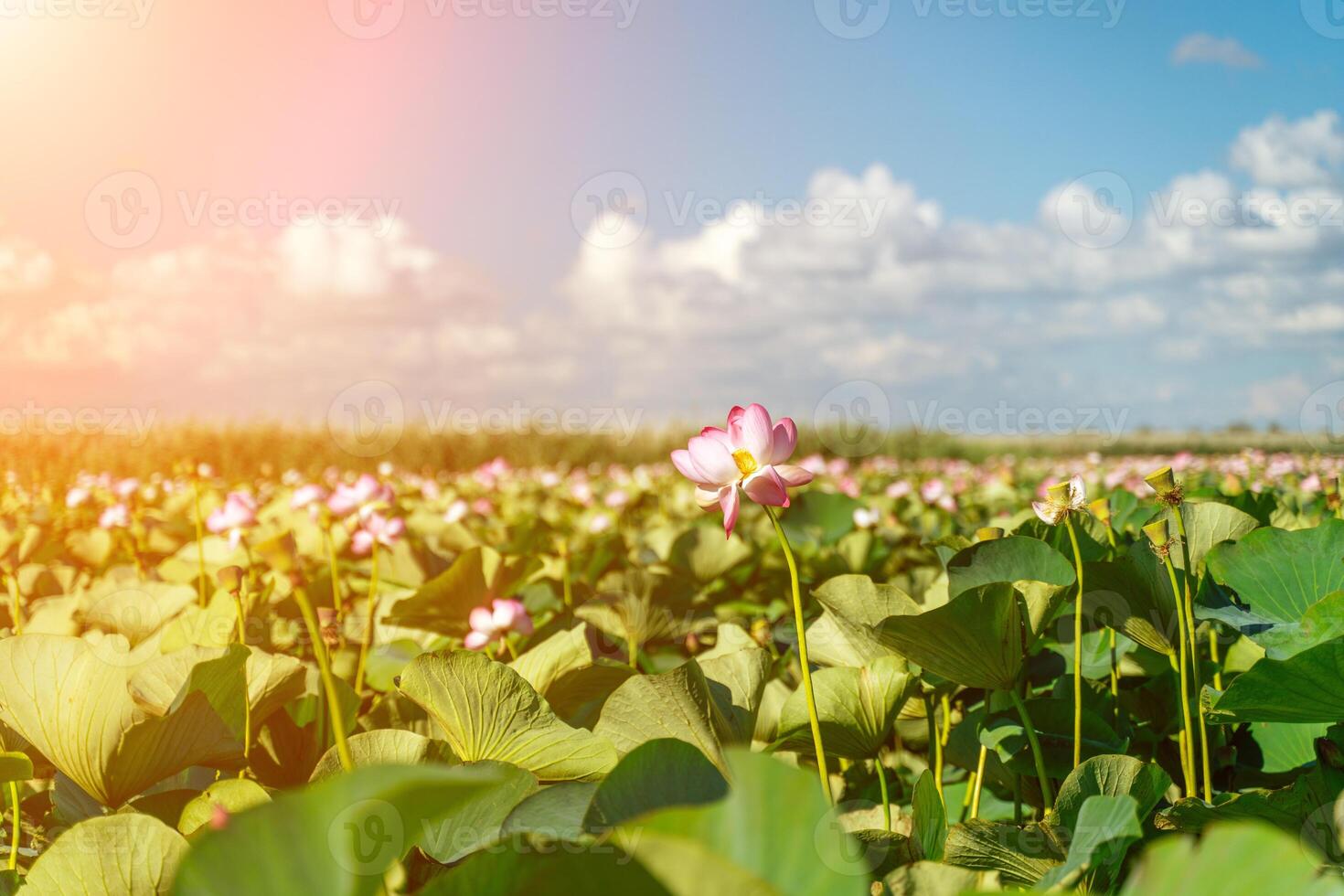 en rosa lotus blomma svajar i de vind, nelumbo nucifera. mot de bakgrund av deras grön löv. lotus fält på de sjö i naturlig miljö. foto