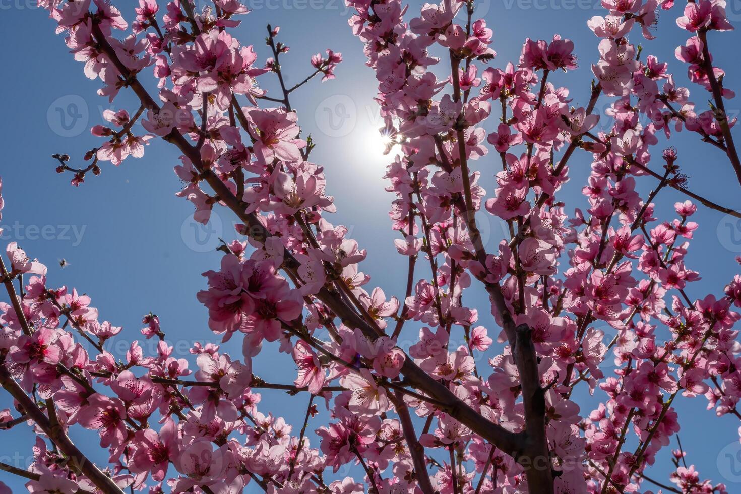 persika träd med rosa blommor och en blå himmel. de Sol är lysande på de träd. foto