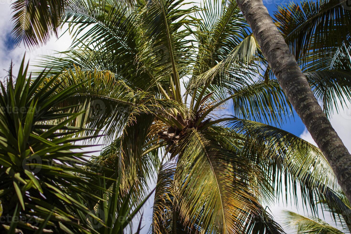 Dominikanska handflatan träd 5 foto