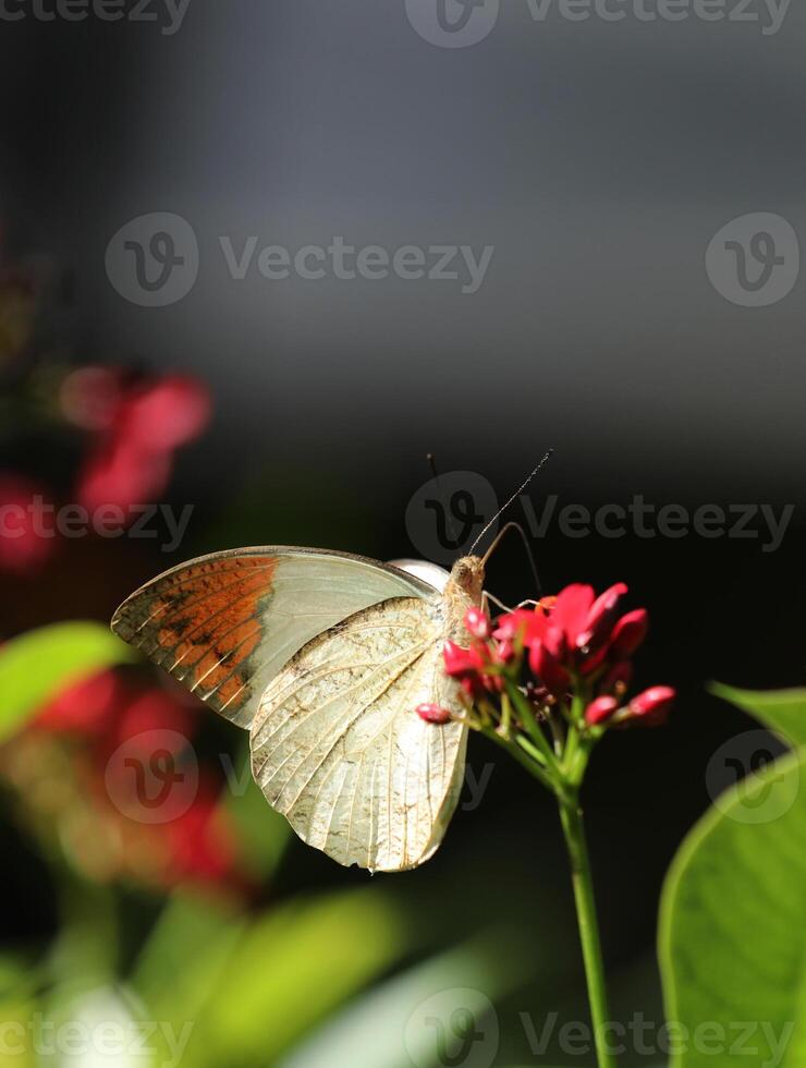 gul fjäril med orange färgad vingar på röd blommor foto