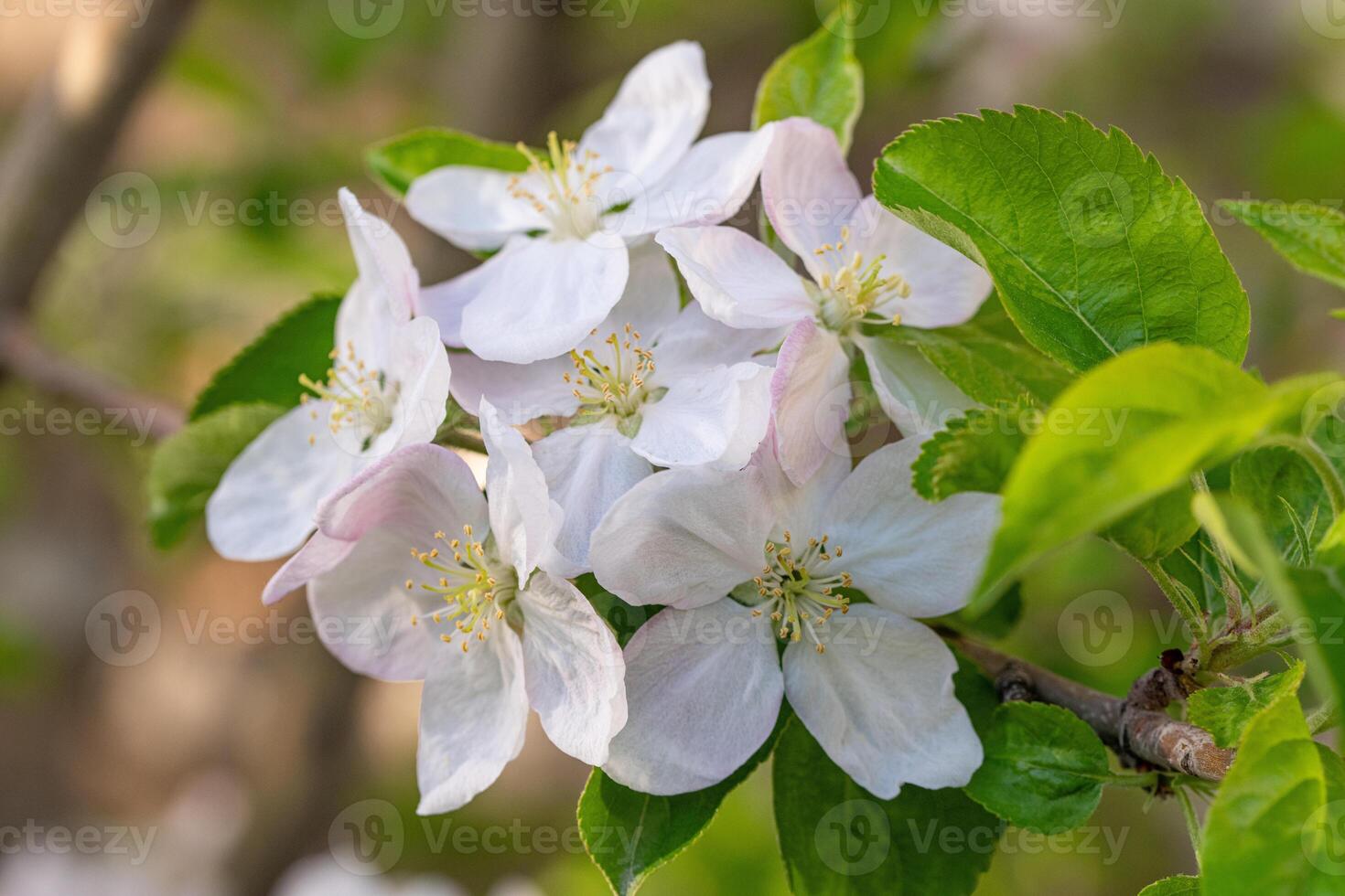 äpple blommor blomma foto