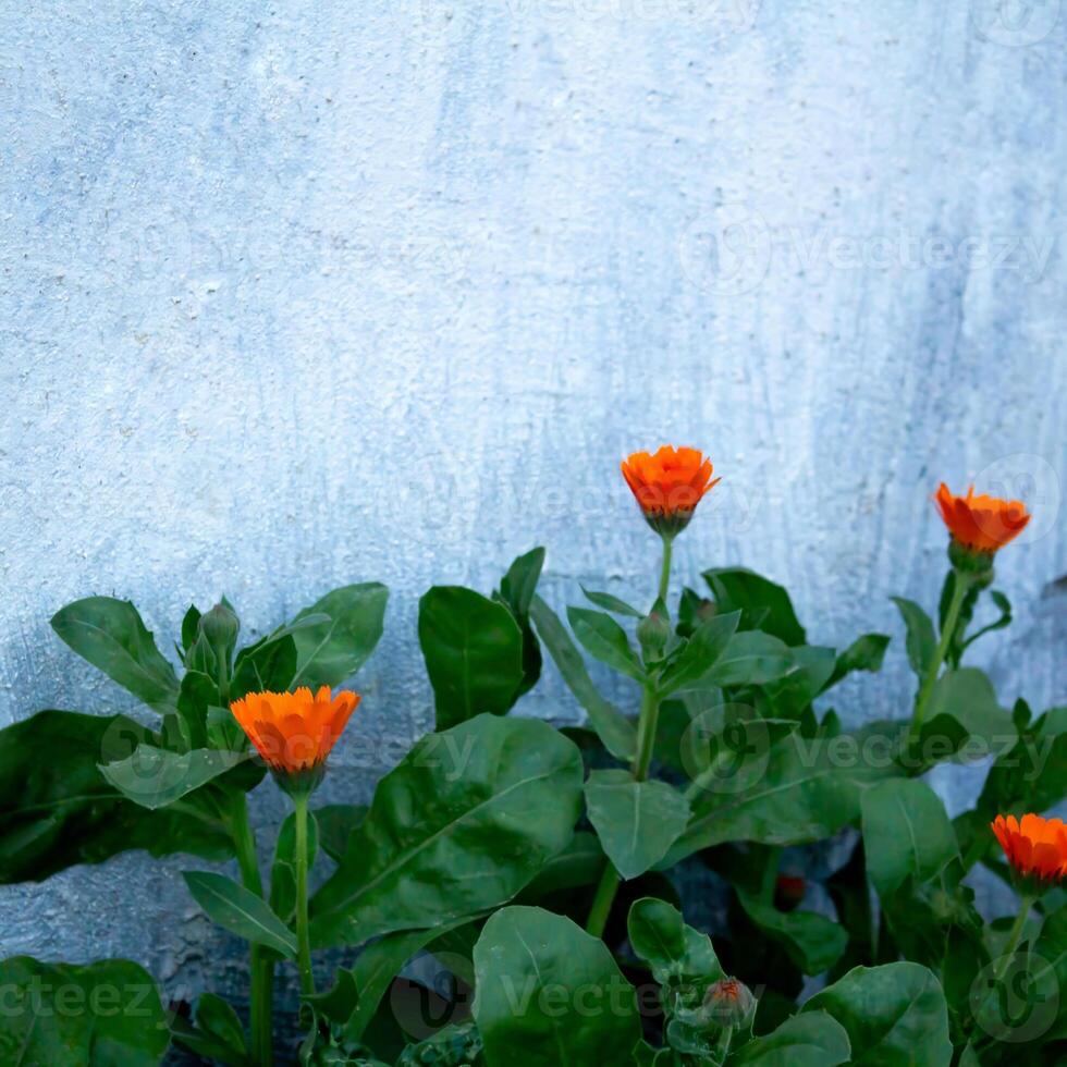 orange blommor blomma mot en vit vägg foto